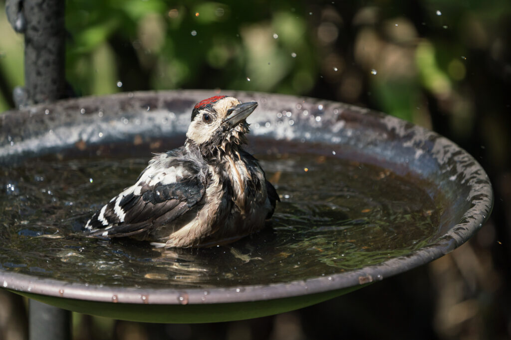 Juvenile great spottet woodpecker bathing