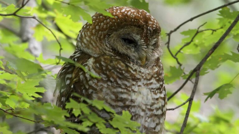 Save the Spotted Owl