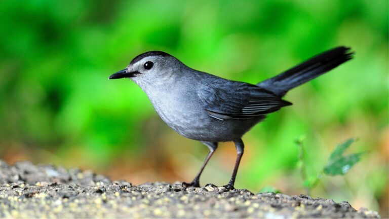 Small Birds in Delaware