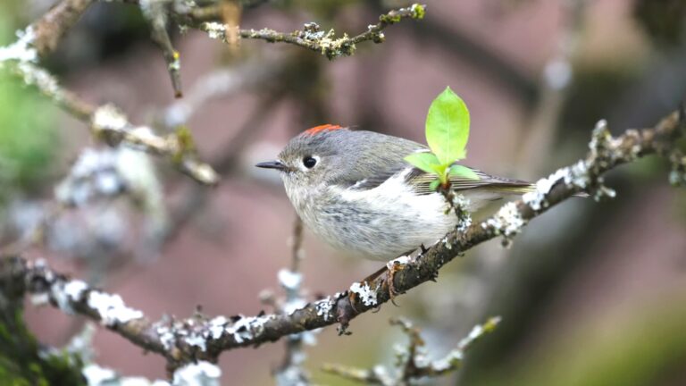 Small Birds in Florida