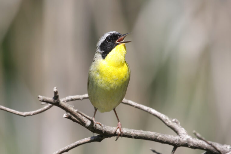 Small birds in Georgia