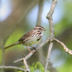 Song Sparrow (melospiza melodia)