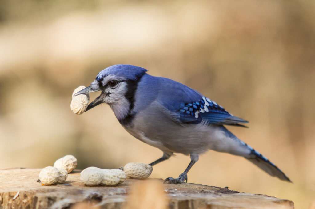 What Blue Jays Love to Eat