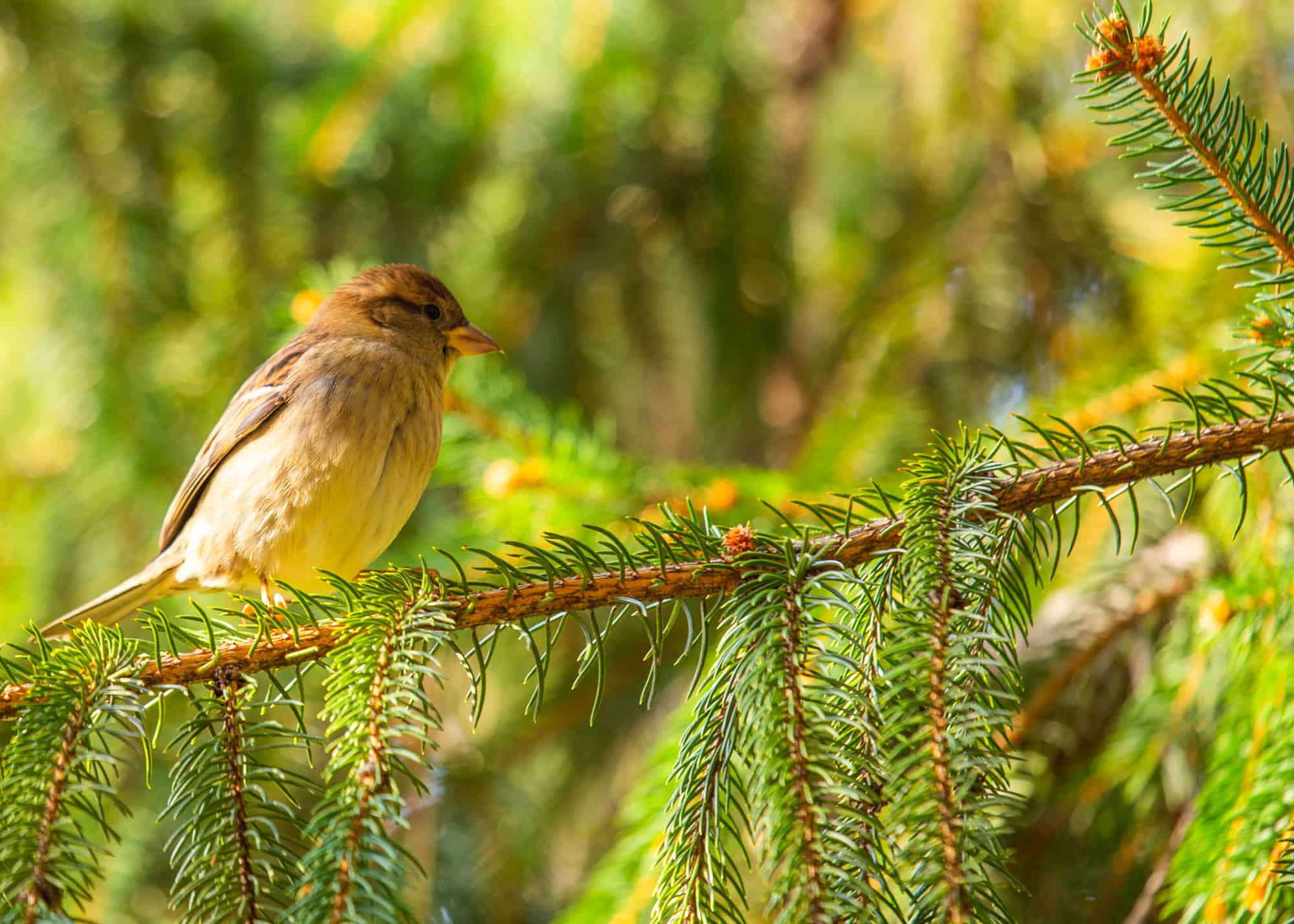 Why the Catbird Imitating Your Phone Ringtone Is Actually Showing Off to a Female