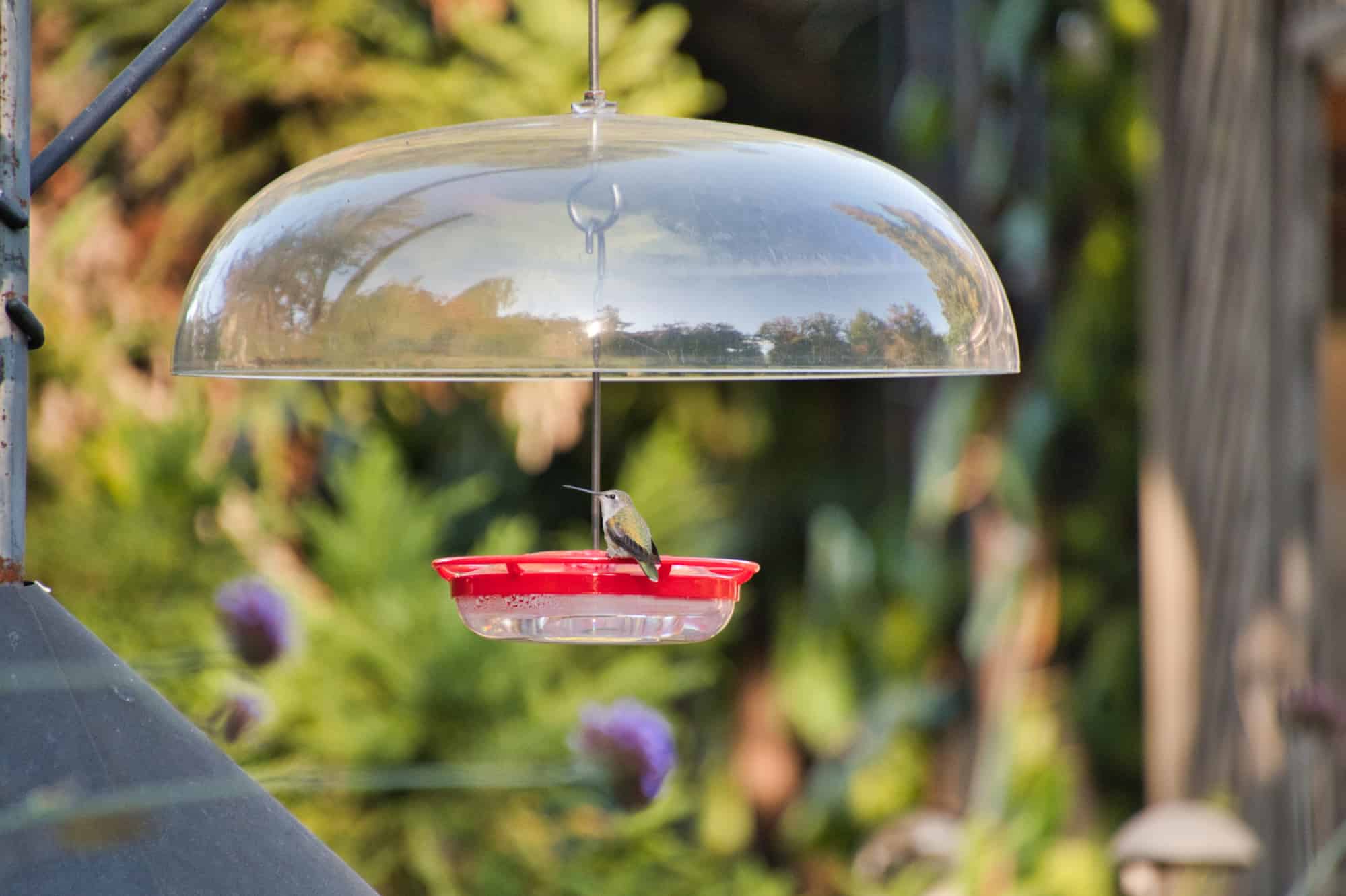 A flat-type hummingbird feeder hanging on the stand