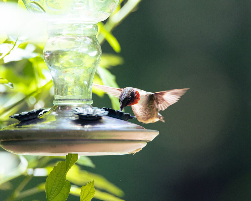 An adorable Ruby-throated hummingbird eating from a bird feeder