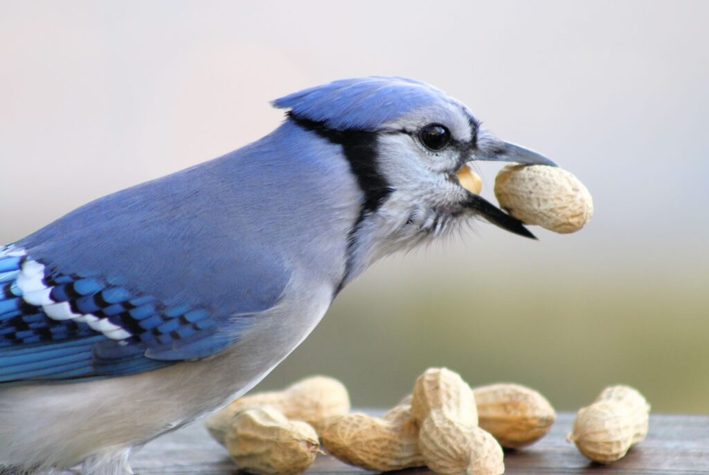 Attract Rare Birds Like a Pro: Avoid These Fatal Attraction Mistakes 11 Blue Jay eating peanut
