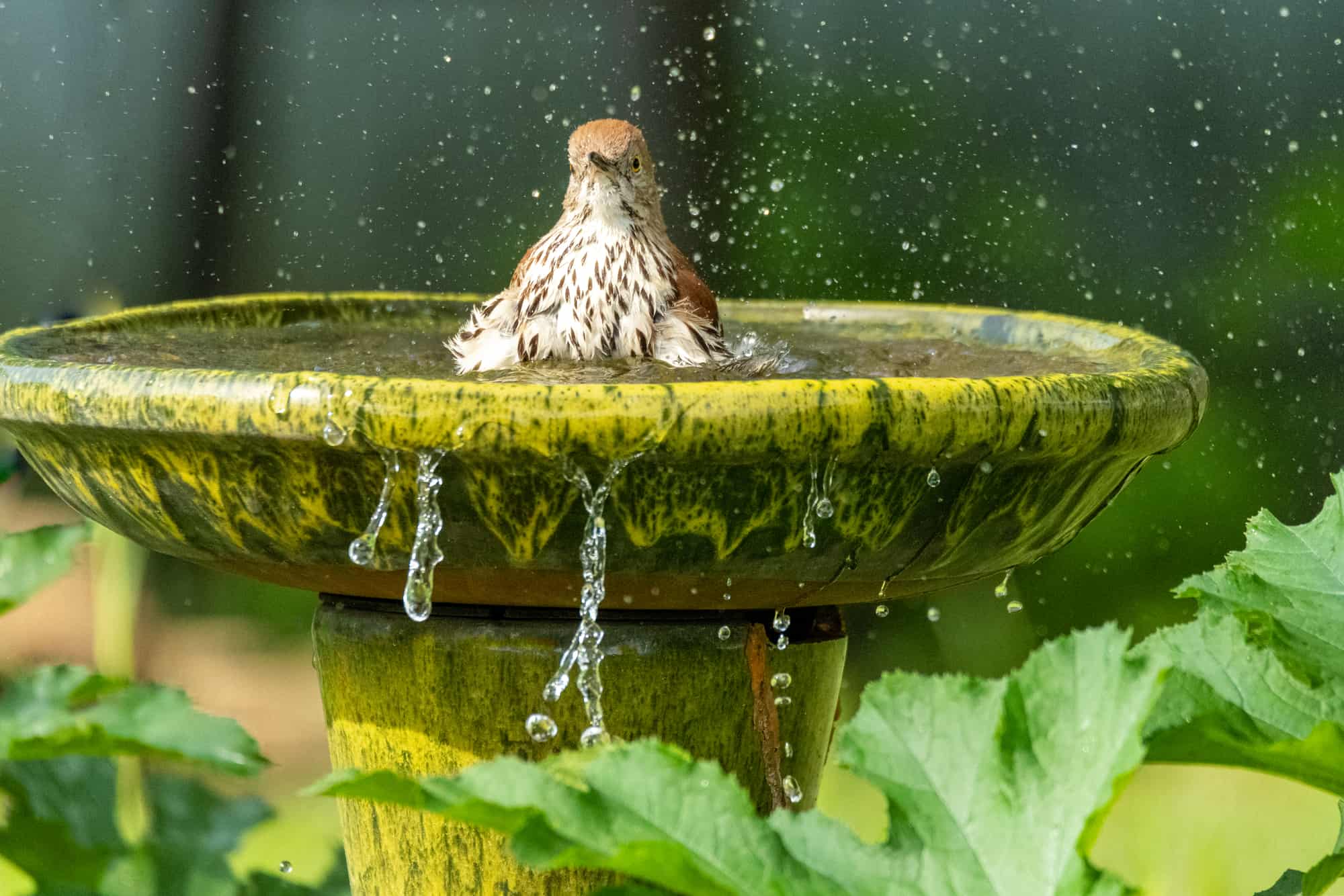 Brown Thrasher songbird splashing in birdbath