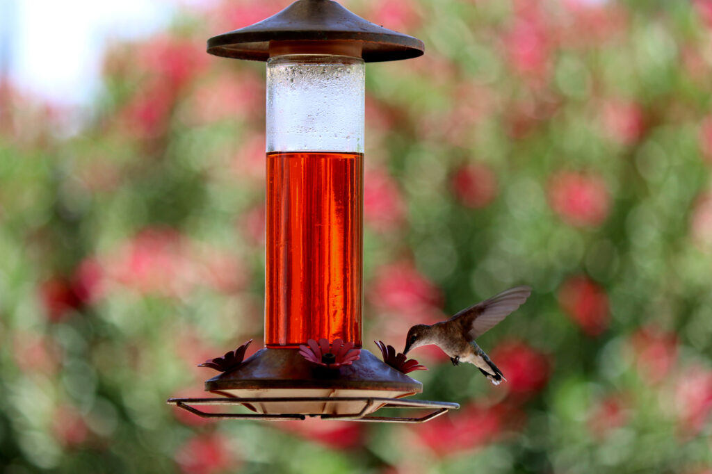 Close up of hummingbird flying to the feeder