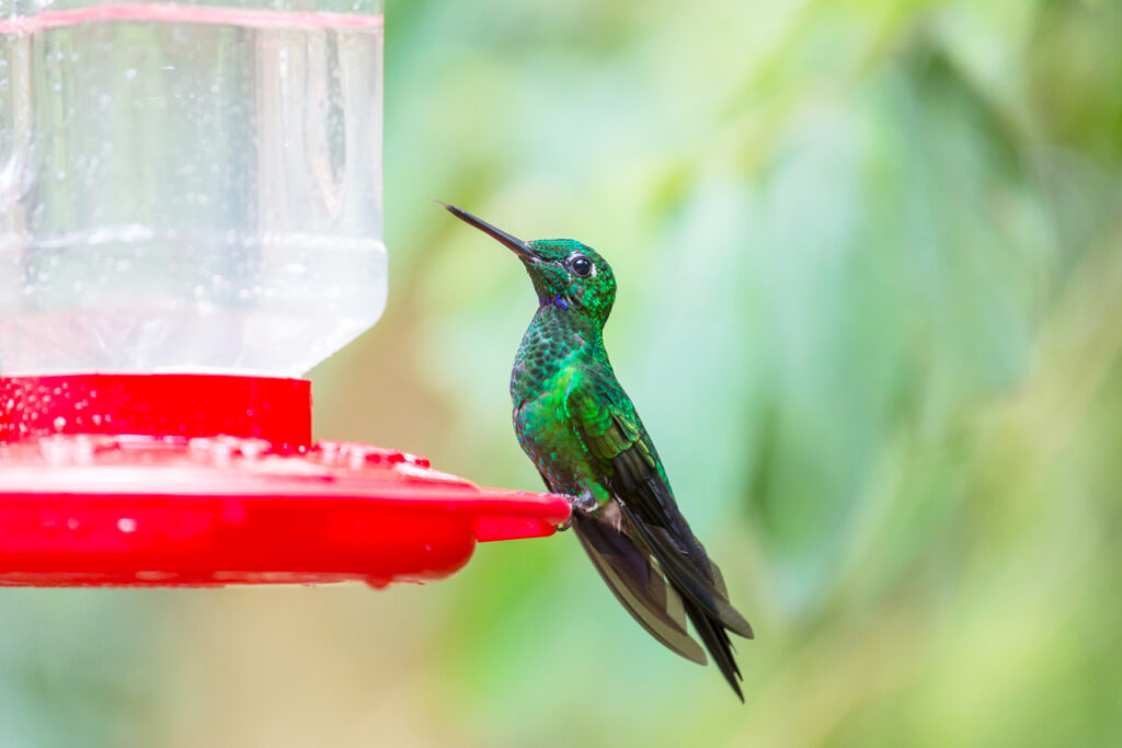 Colorful Hummingbird in Costa Rica