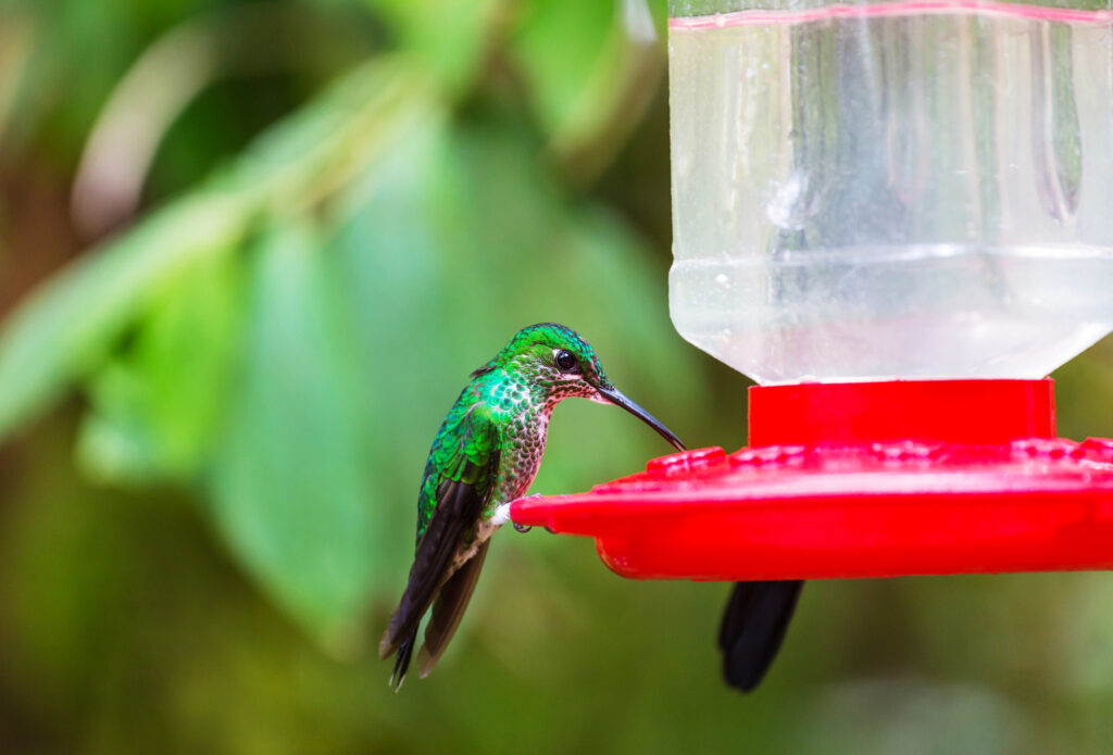 Common Hummingbird Feeding Mistakes