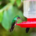 Common Hummingbird Feeding Mistakes