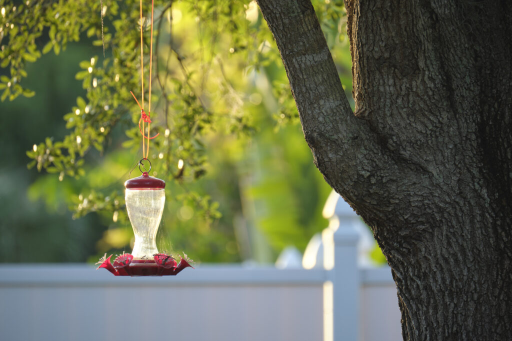 Feeder for birds hanging on tree branch in park
