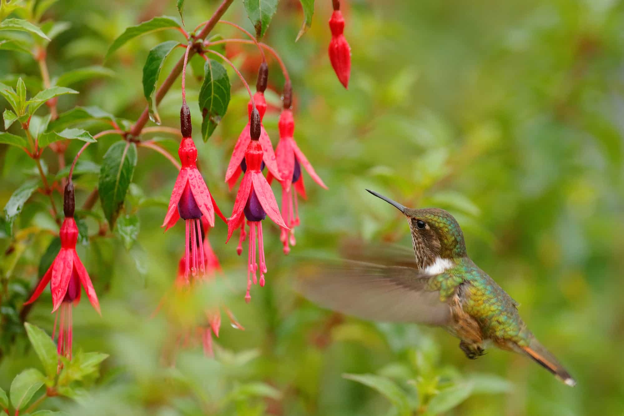 Hummingbird and Hardy fuchsia