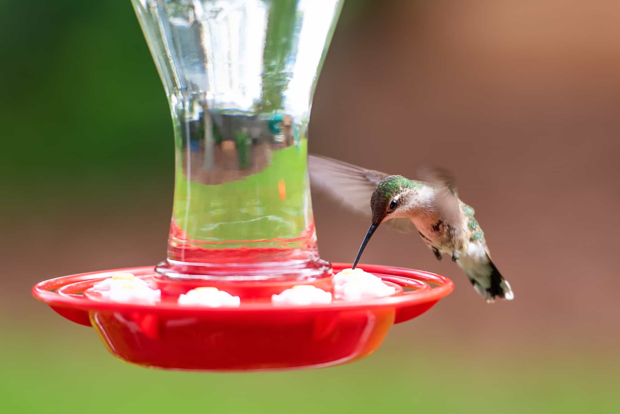 Hummingbird in Flight at a red bird feeder