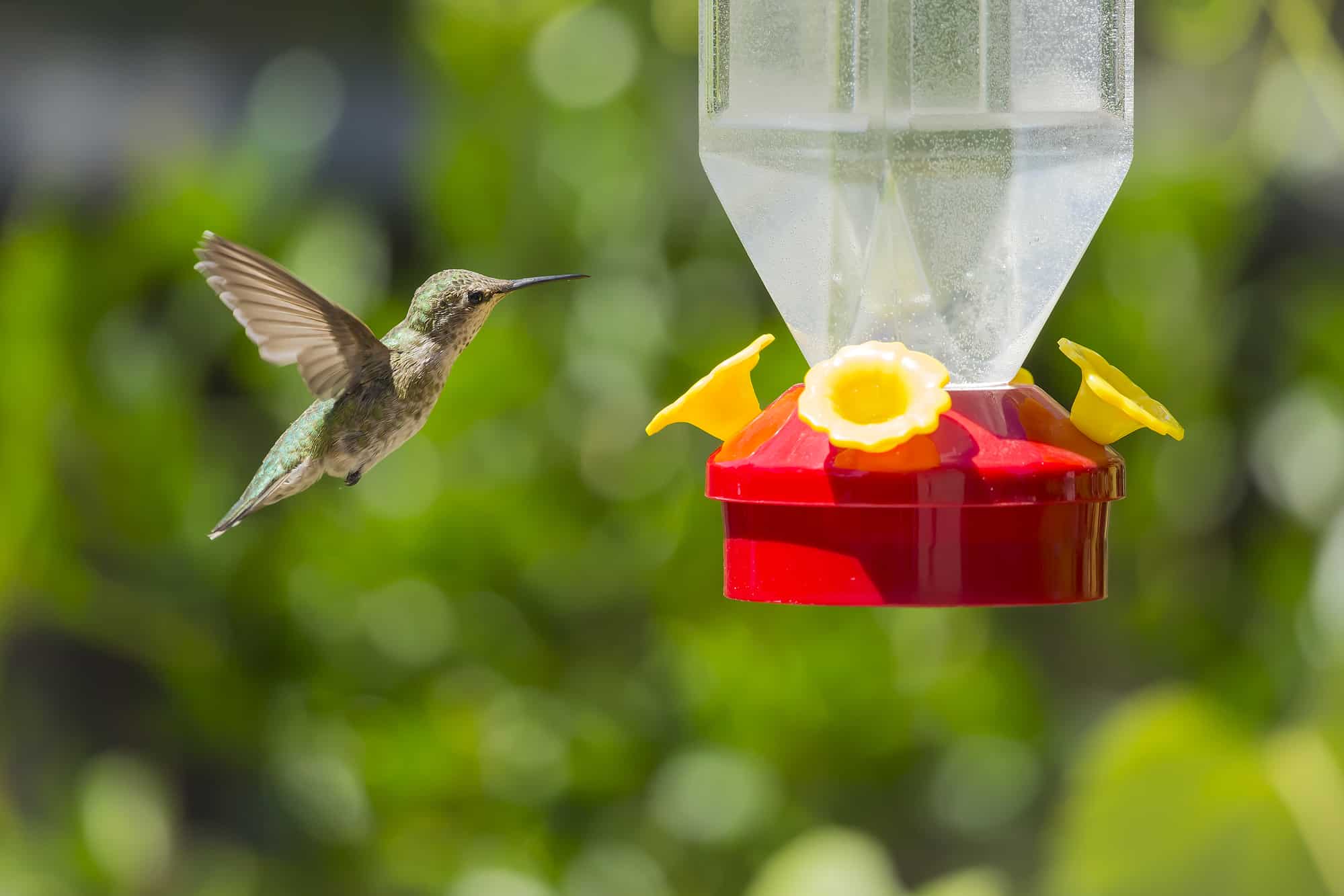 Hummingbird near the feeder