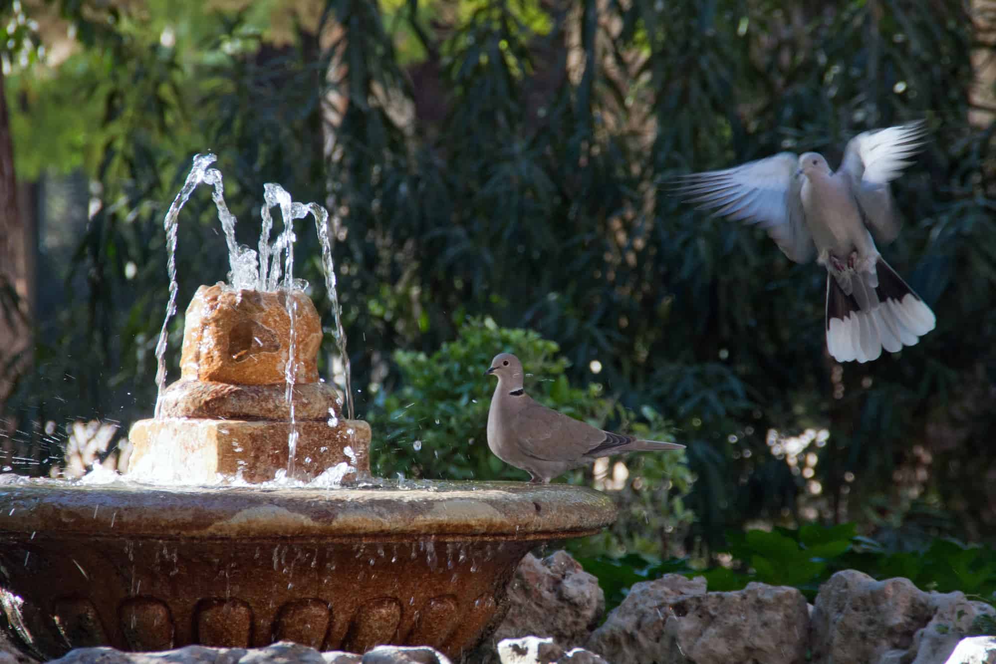 Landscaping mistakes that deter birds