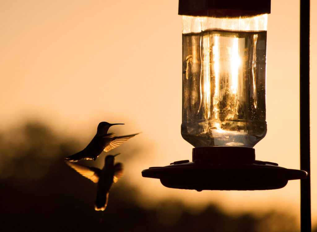 Silhouette of a Hummingbird hovering, getting ready to feed