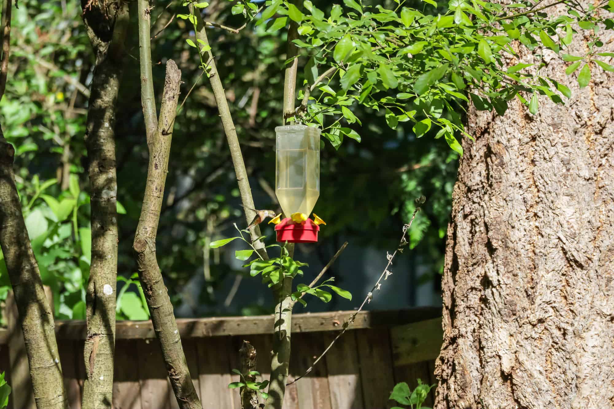 Small flying hummingbird drinks from feeder