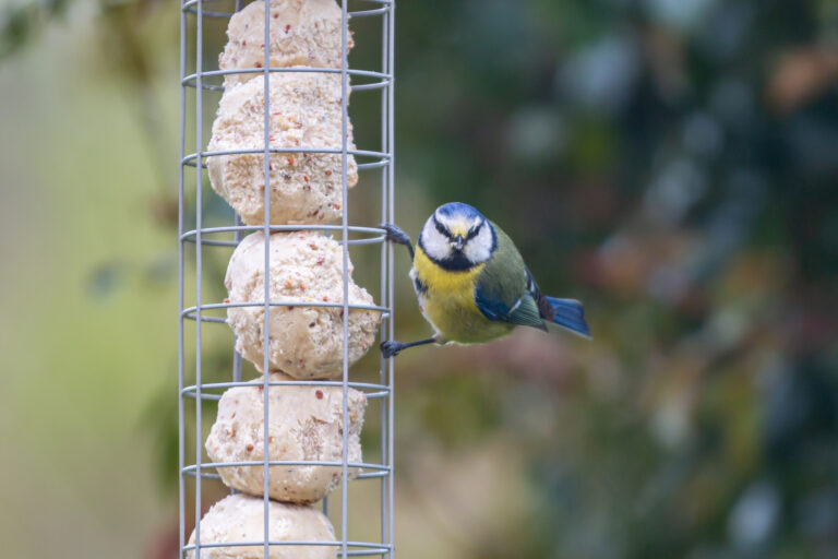 blue tit eating suet