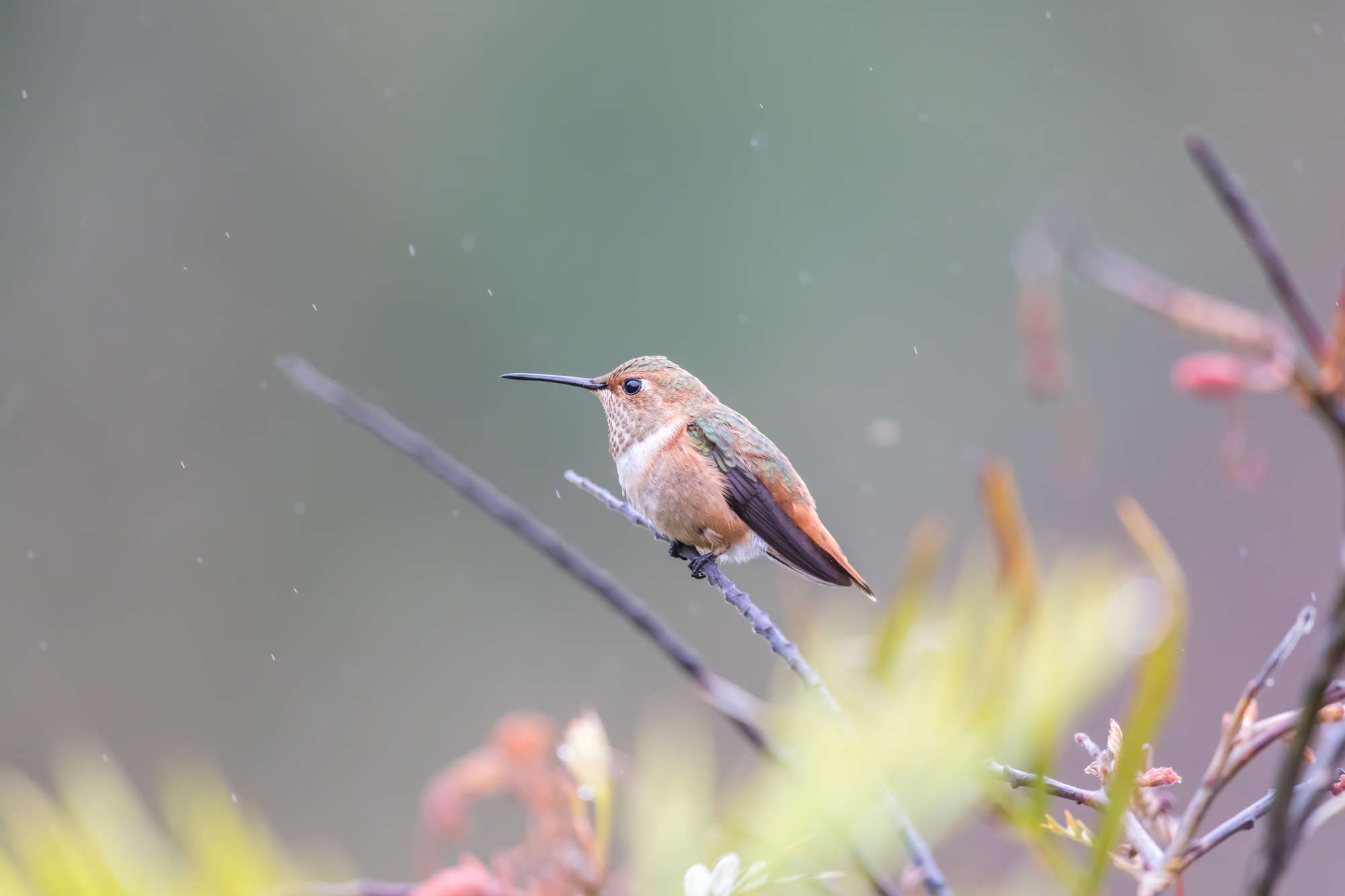 how do hummingbirds survive the cold