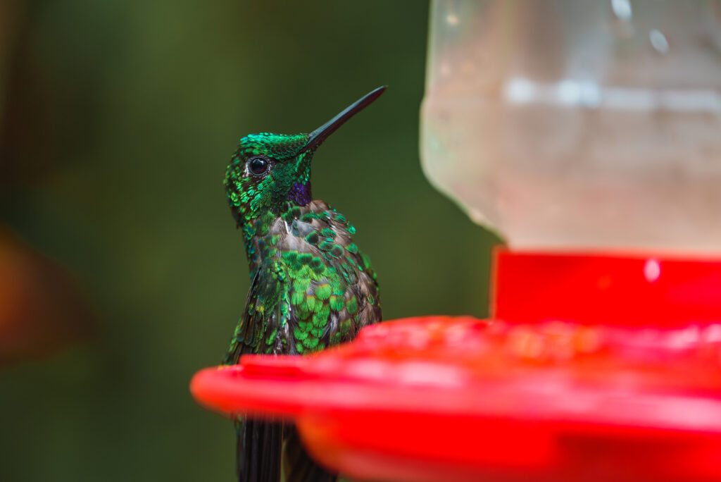 hummingbird feeder mistakes