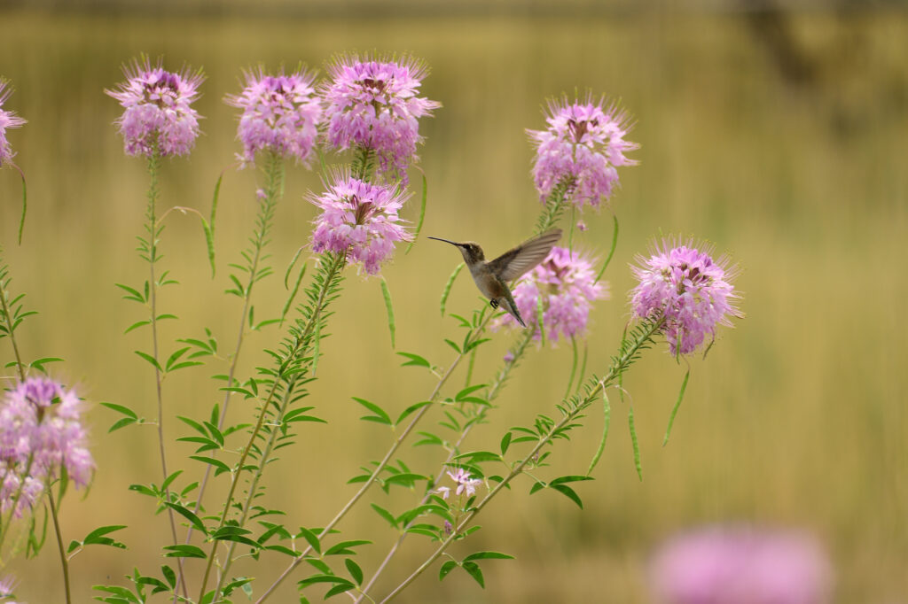 hummingbird flying over Cleomella serrulata 