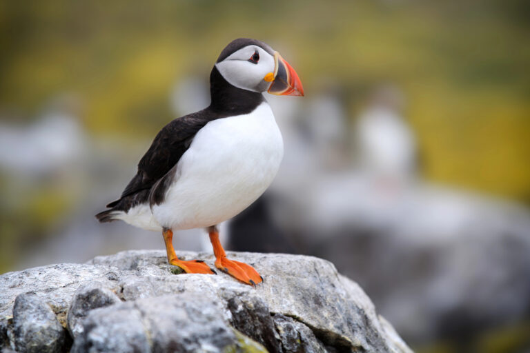 rare/ limited range birds in the us