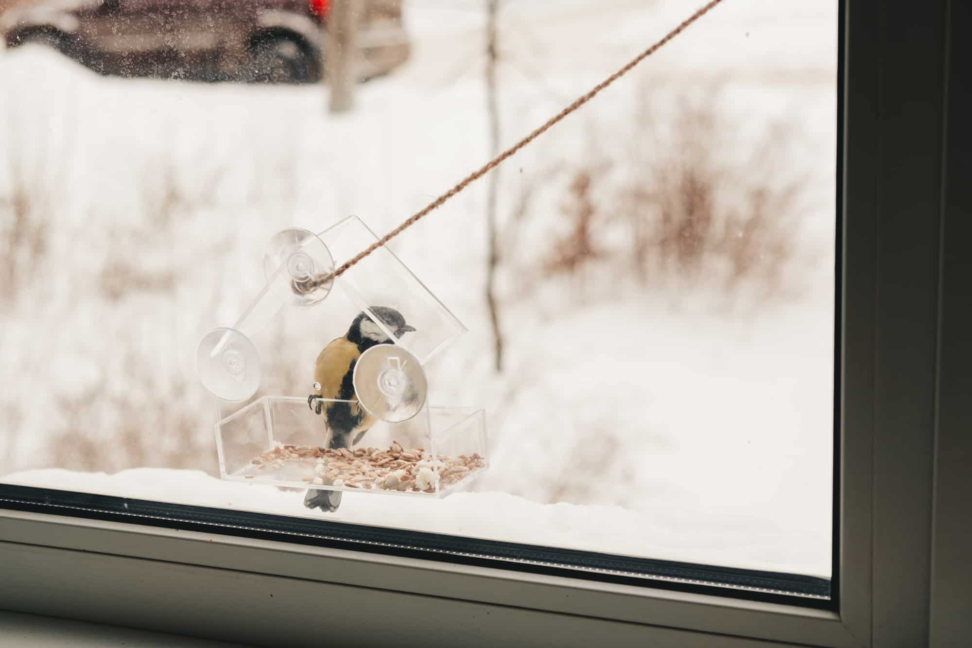 titmouse has seeds in a transparent feeder