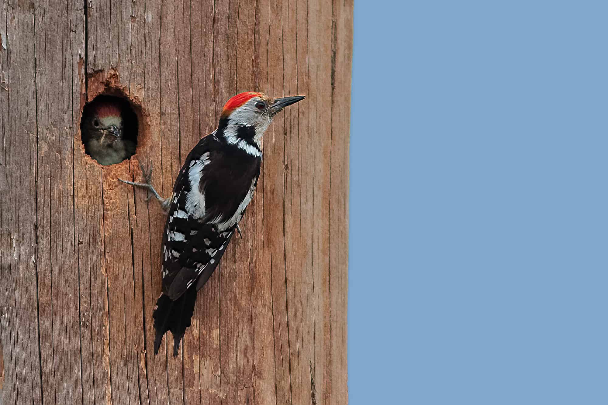 A Middle-spotted Woodpecker