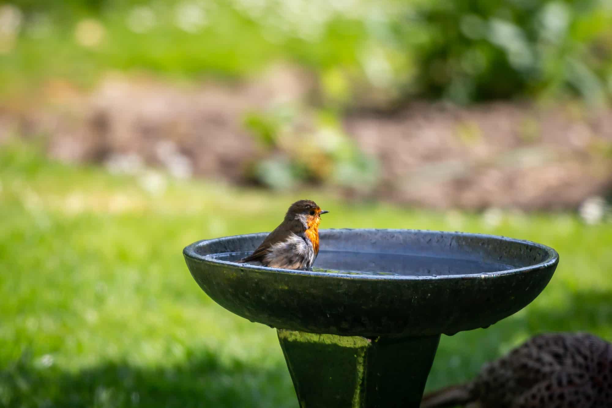 A Robin bathing in a bird bath