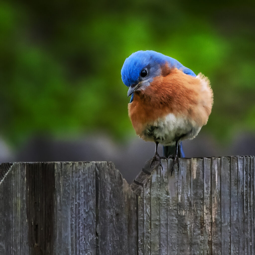 A colorful male Eastern Bluebird perches on a backyard wooden fence