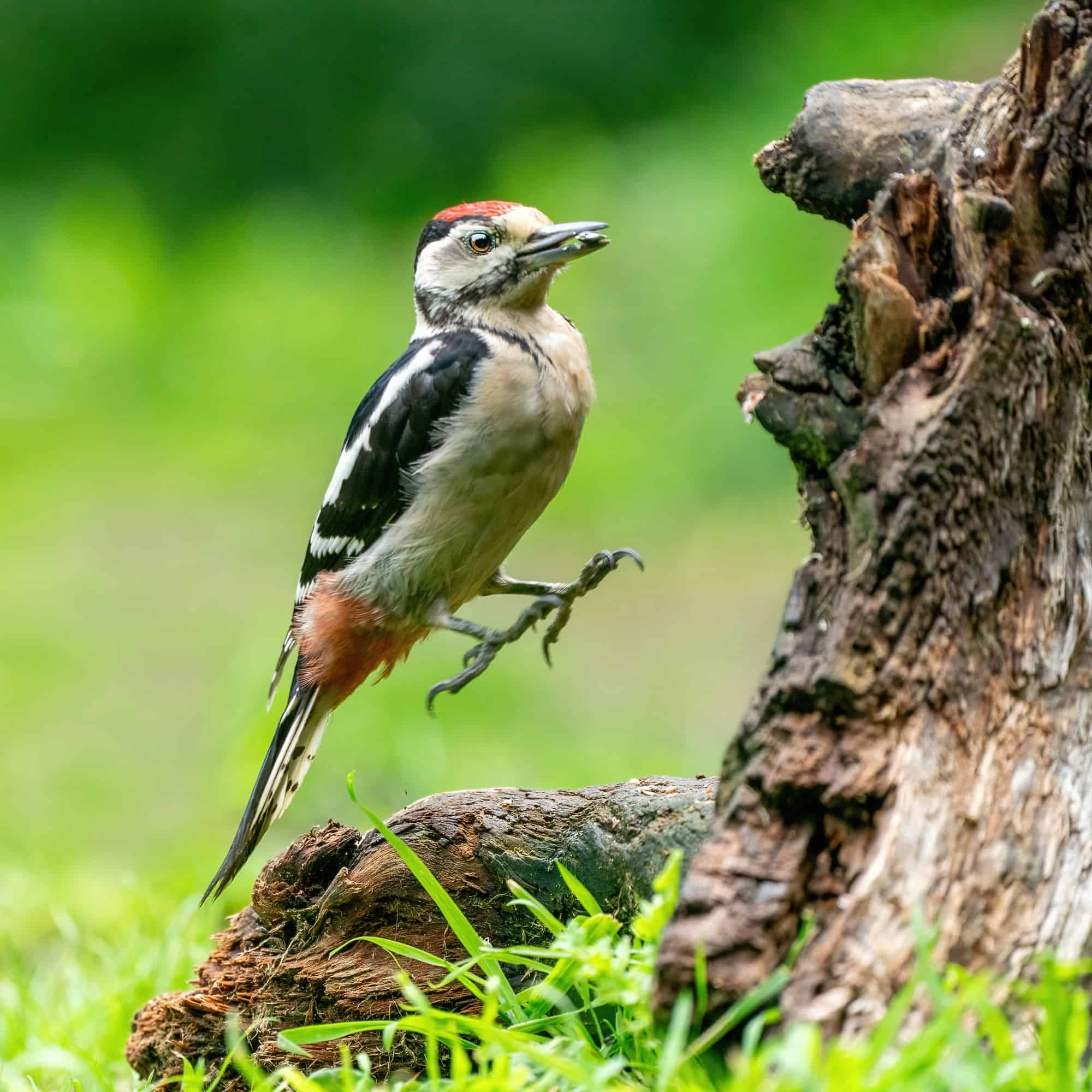 A funny woodpecker he jumps on a tree trunk. green natural background. Nature green colours.