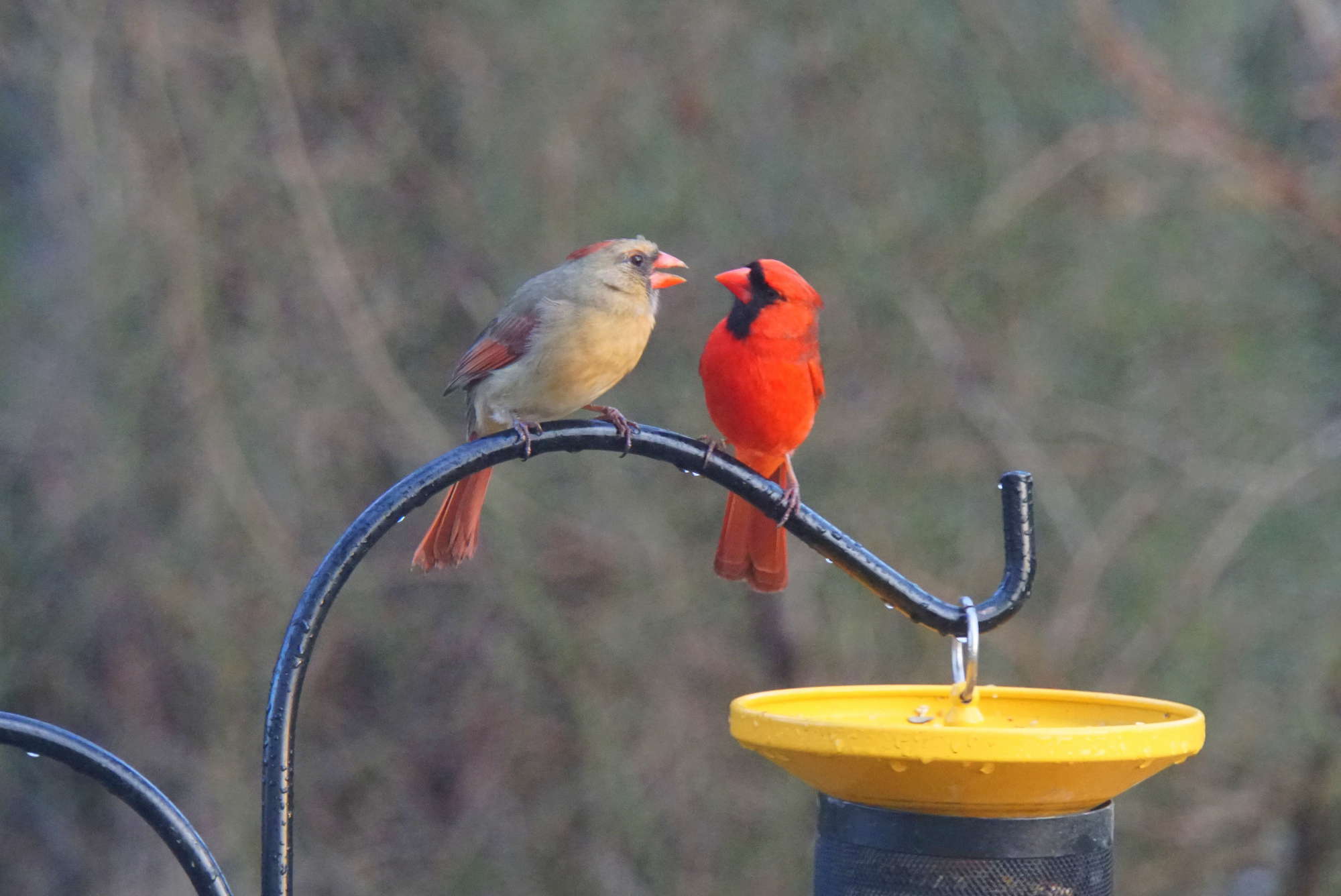 A male and female cardinal
