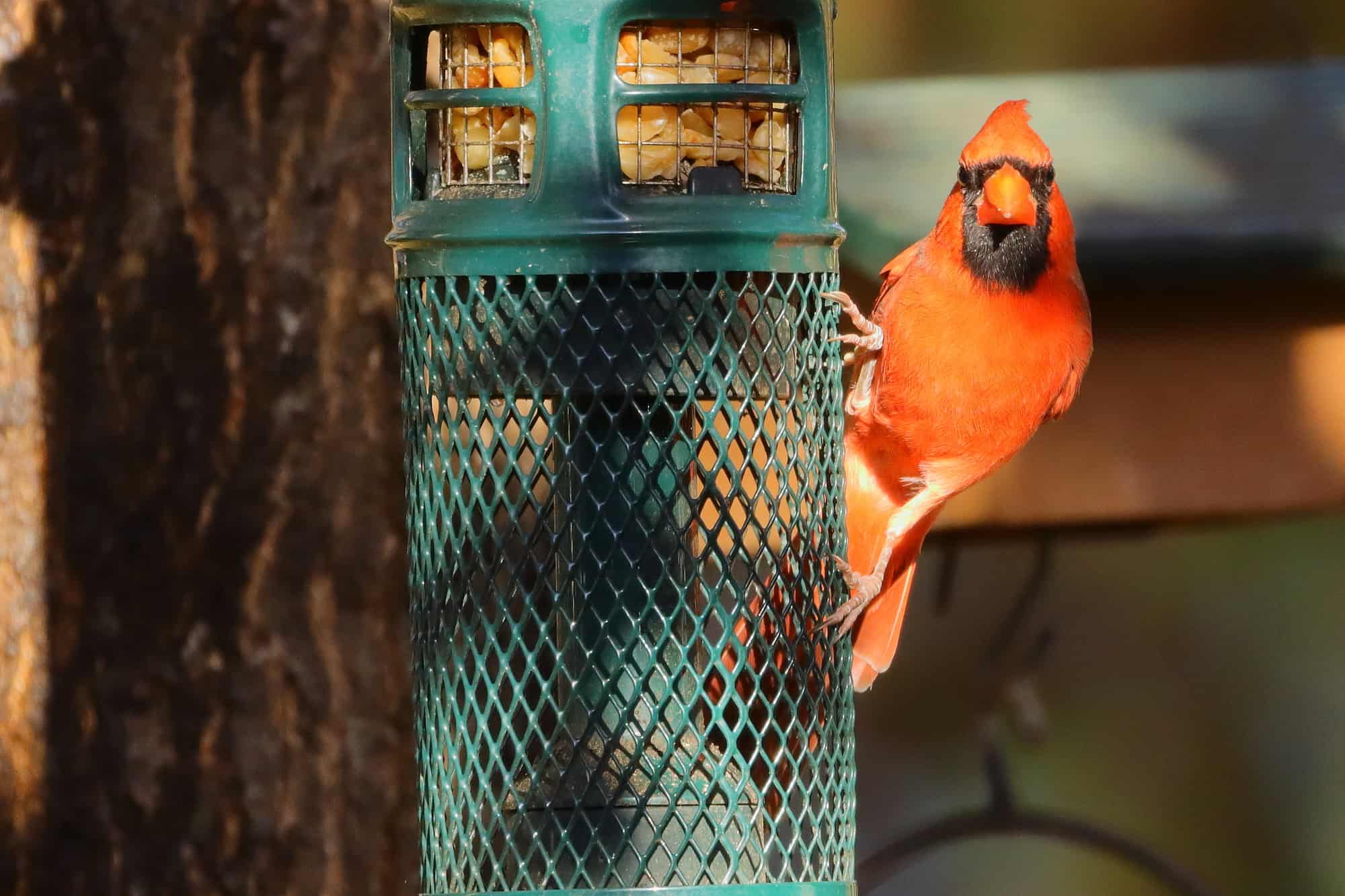 A male red cardinal 