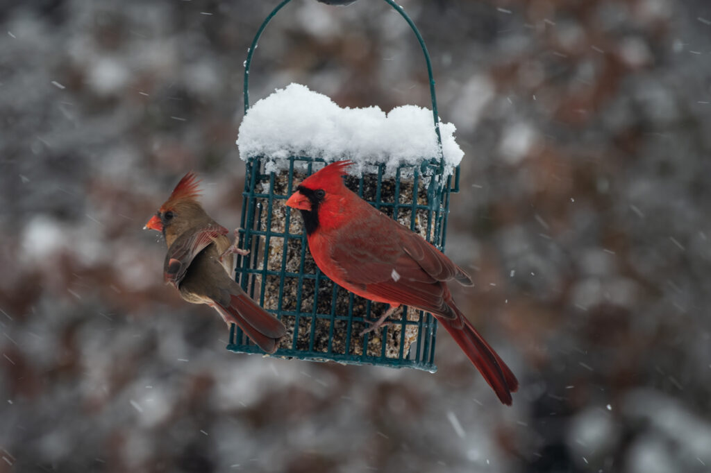 A pair of cardinals share the suet feeder