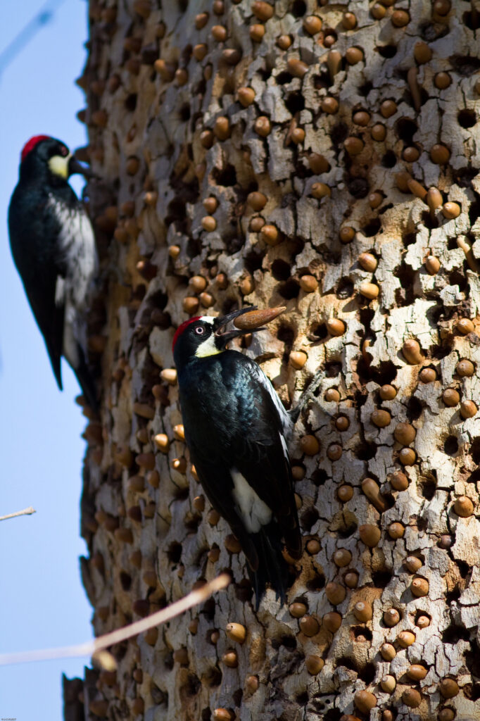 Acorn Woodpeckers