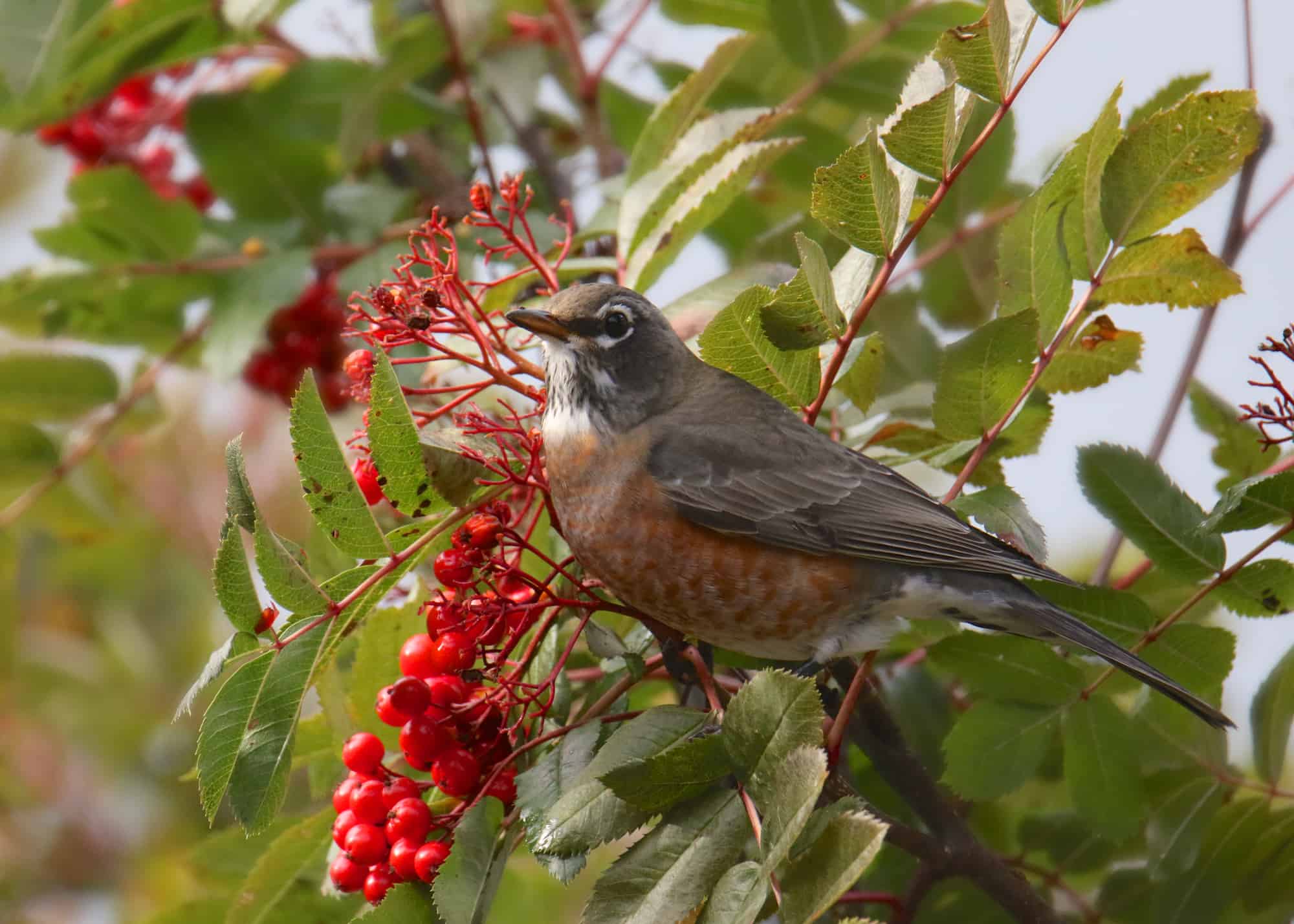 American Robin feasting on some red berries