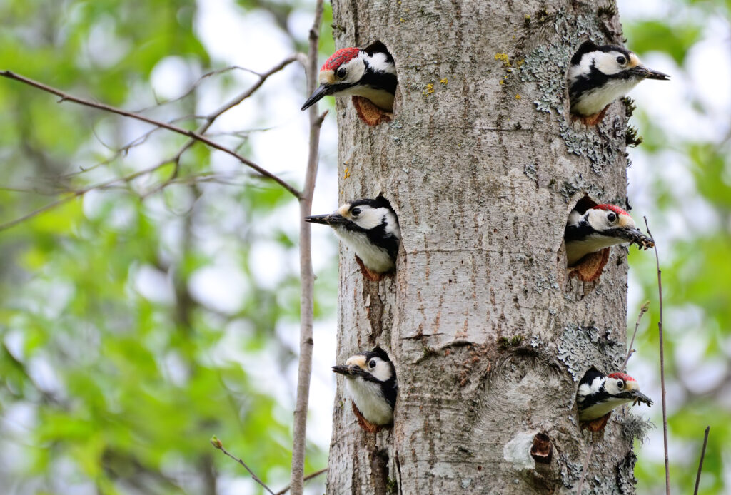 Apartment building for woodpeckers in the forest
