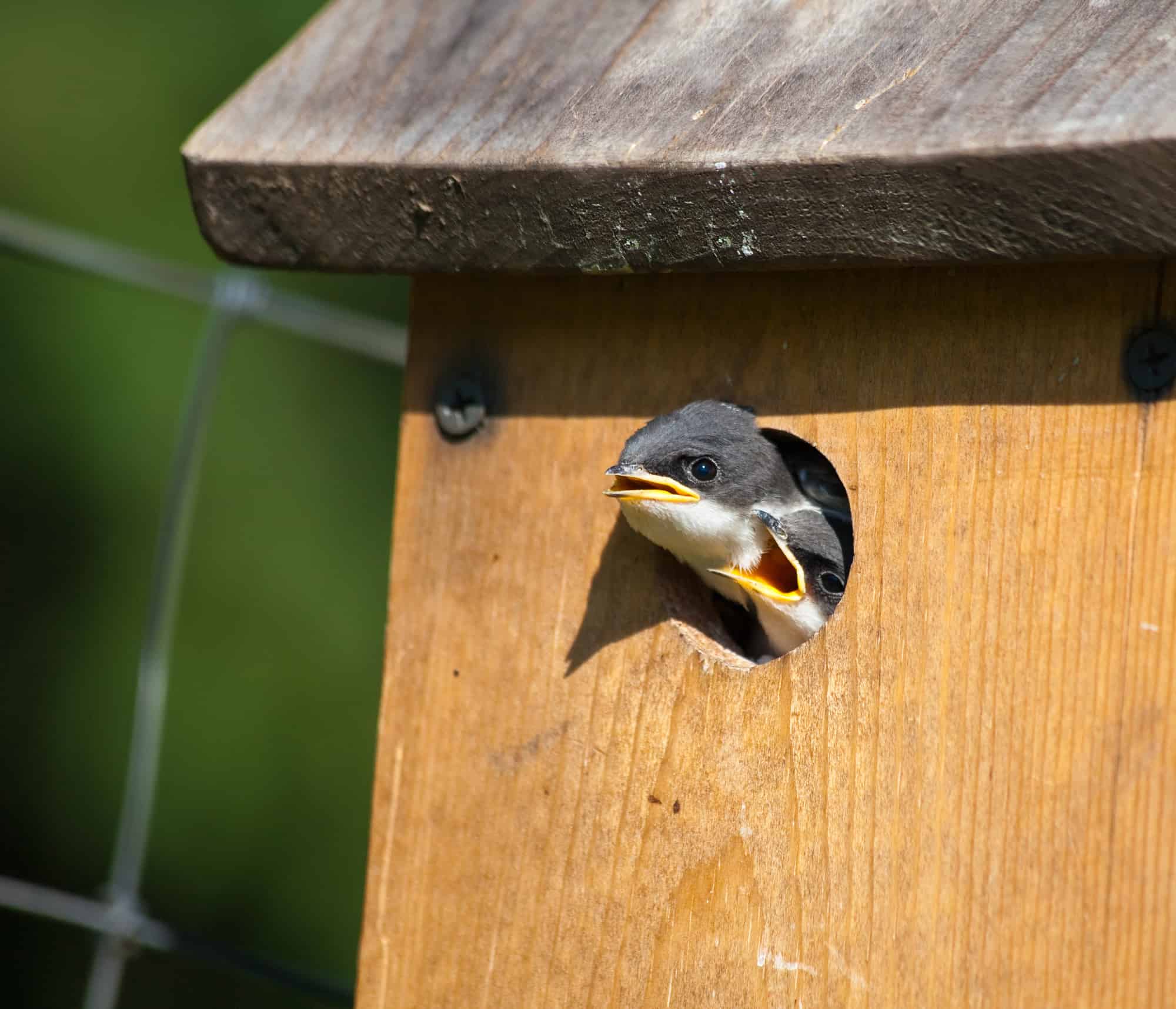 Baby Birds in Birdhouse
