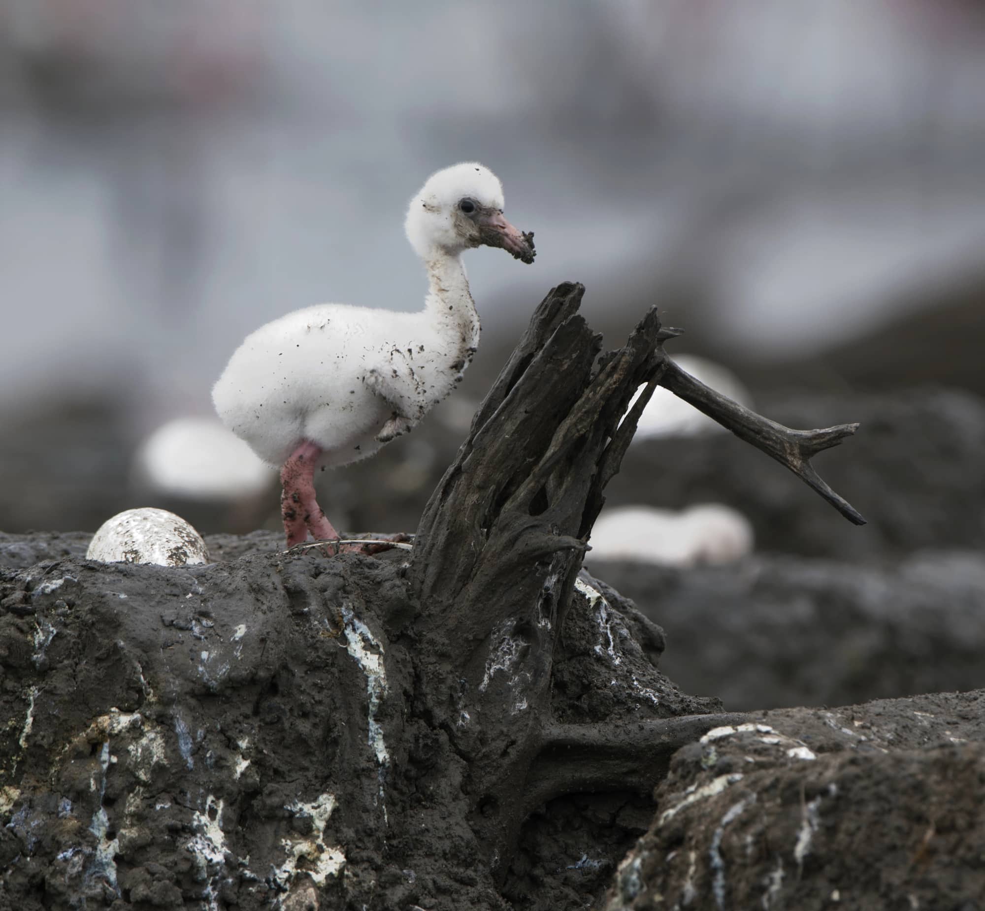 Baby bird of the Caribbean flamingo