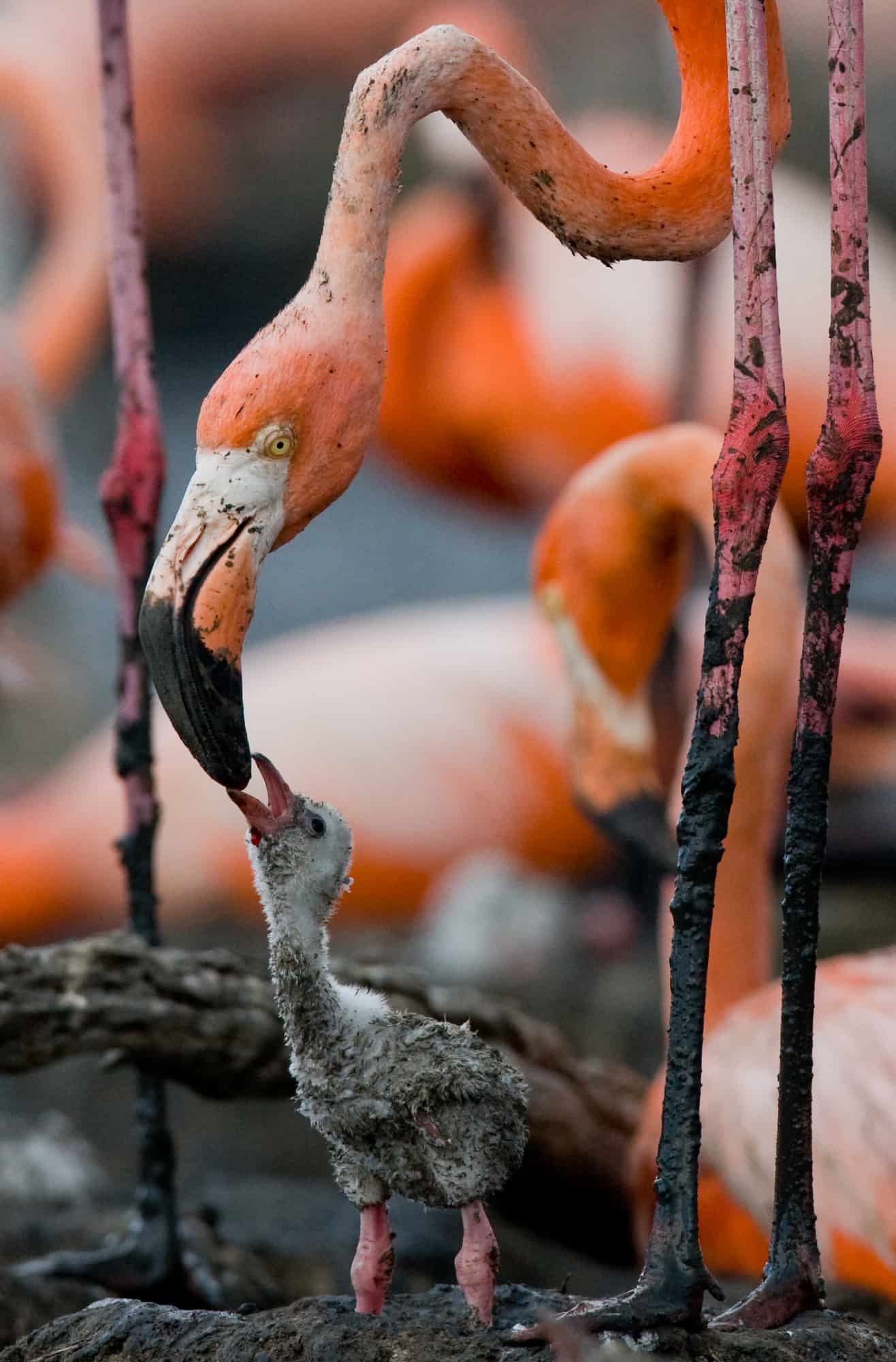 Baby bird with its mother