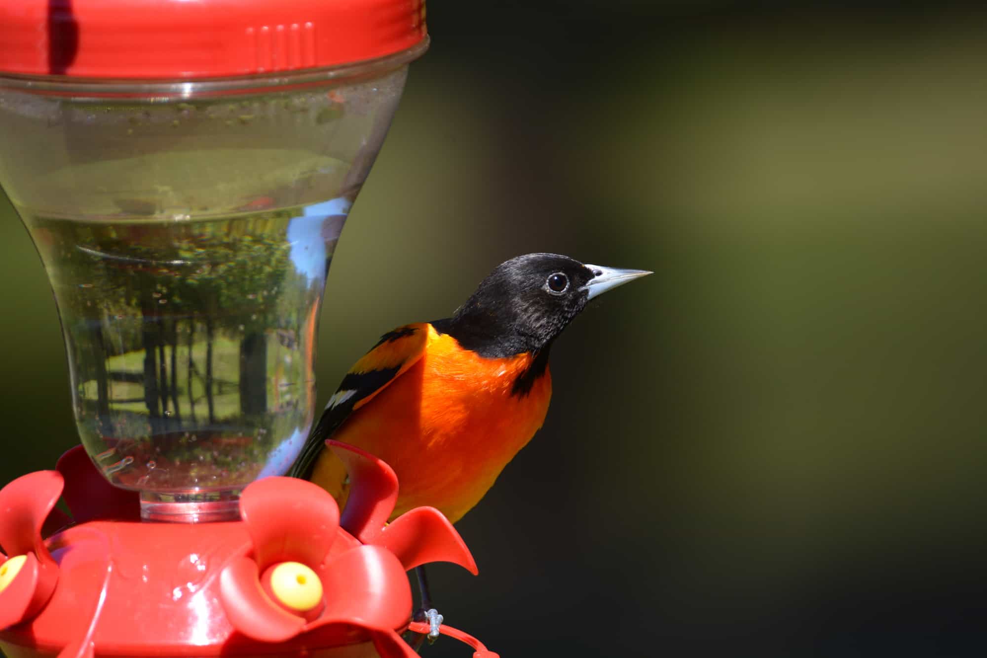 Baltimore Oriole at a nectar feeder