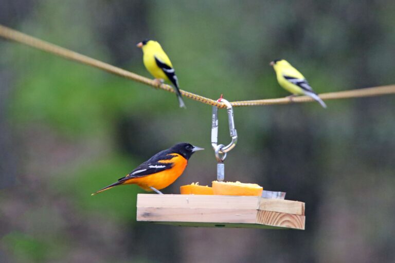 Baltimore orioles perched on a bird feeder