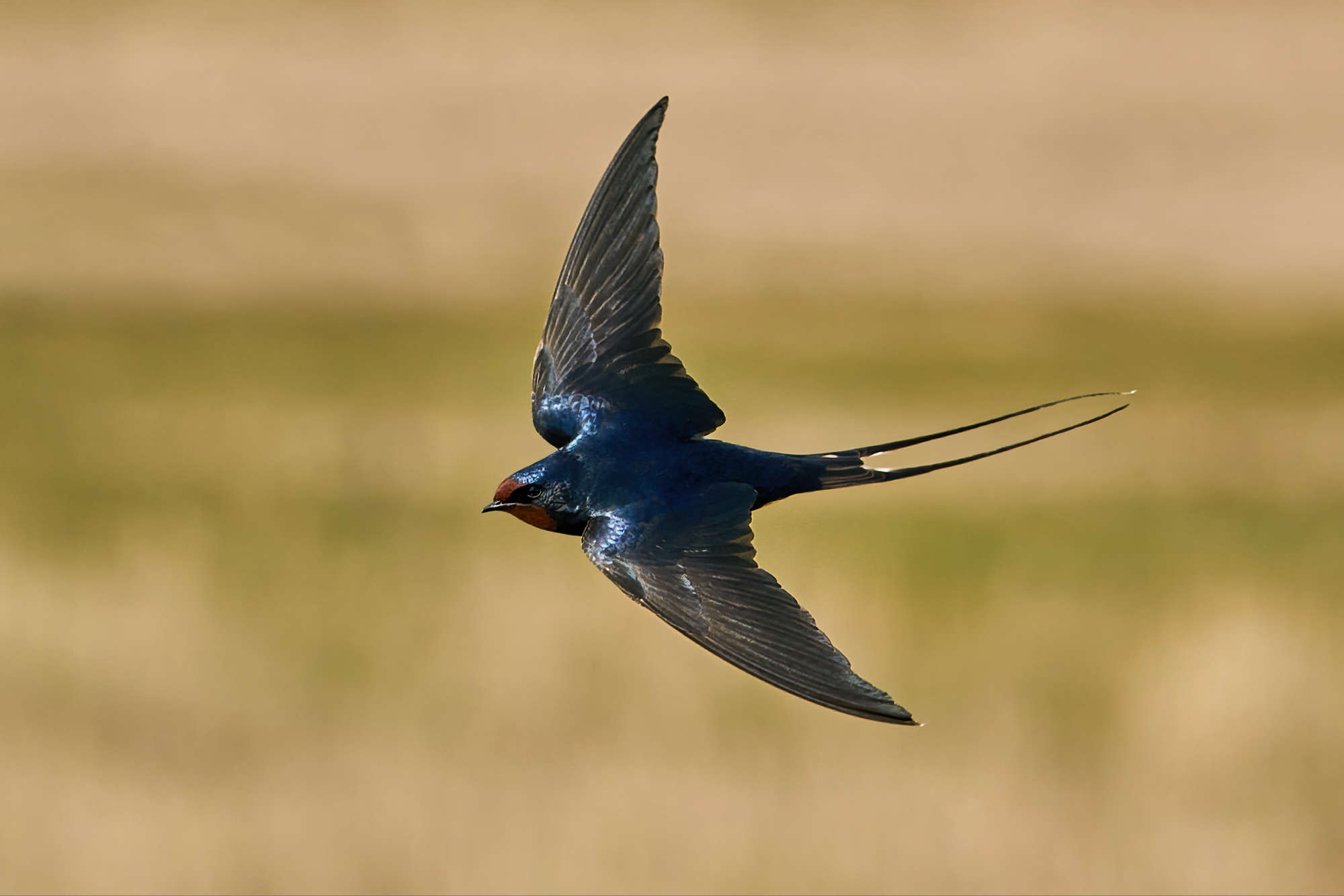 Barn swallow in flight