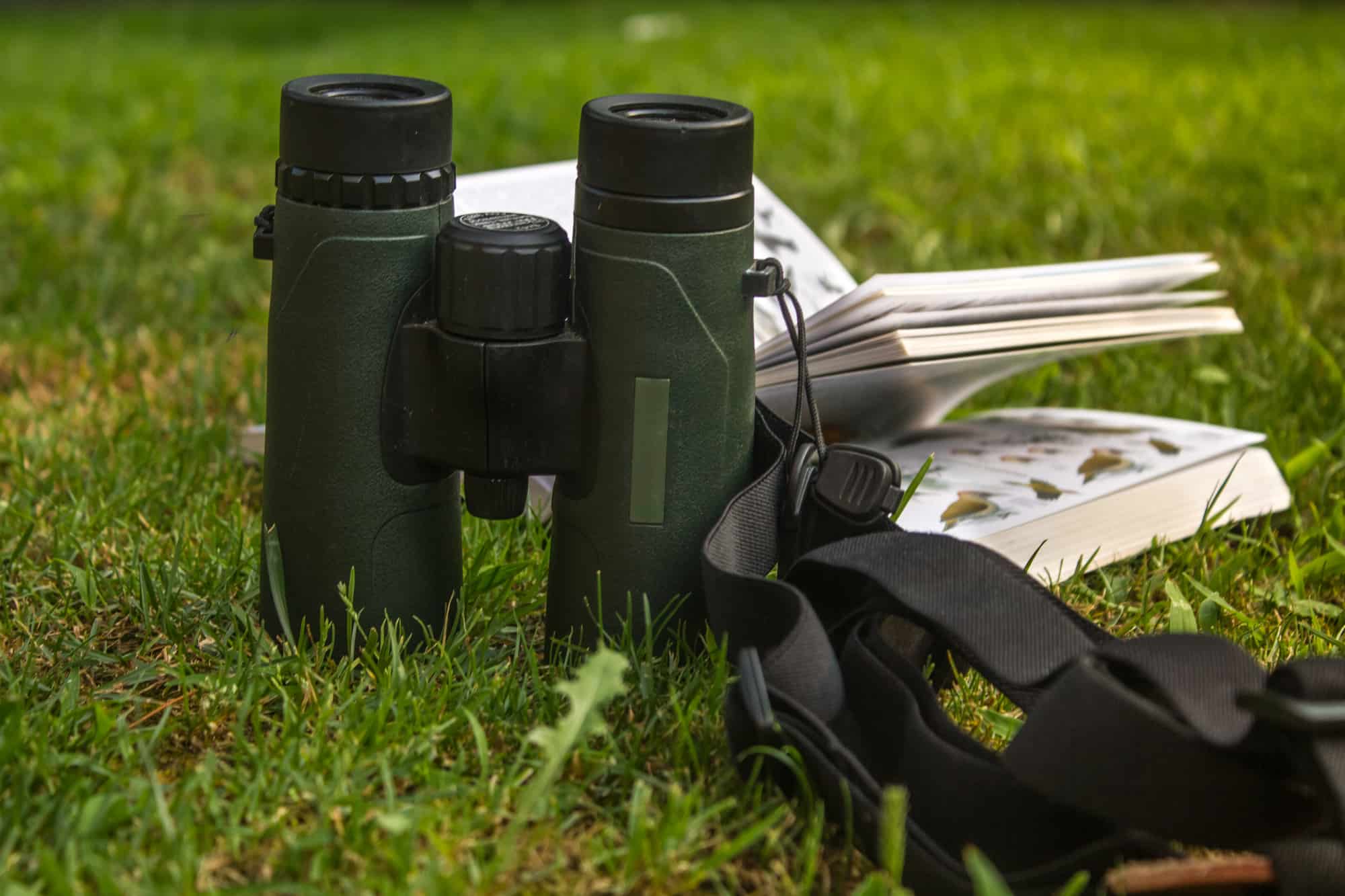 Binoculars and Bird Guide