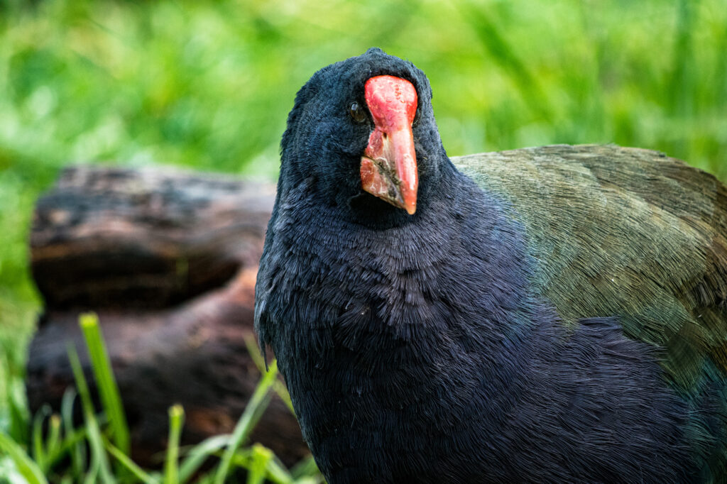 Bird Conservation Success Stories