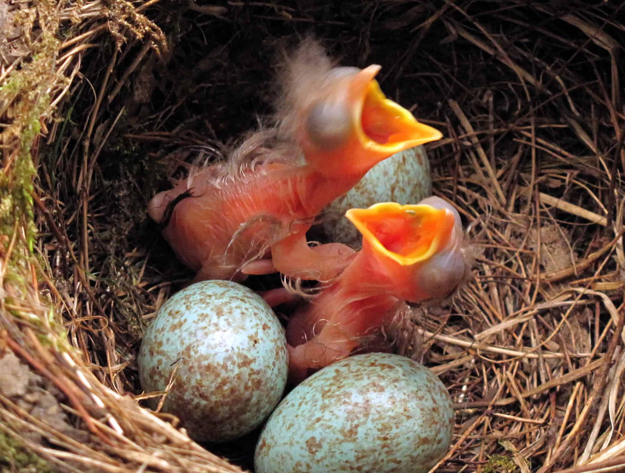 Bird babies begging for food