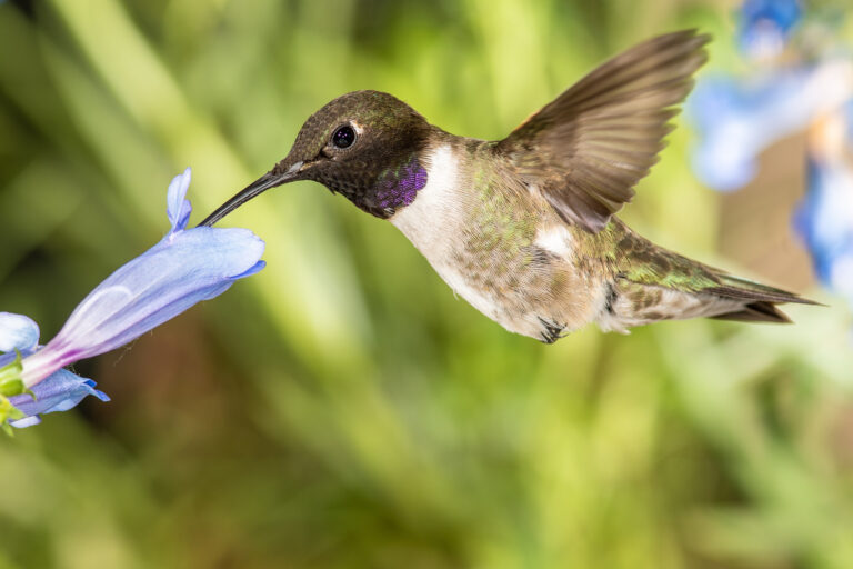 Black-Chinned Hummingbird Searching for Nectar Among the Blue Flowers