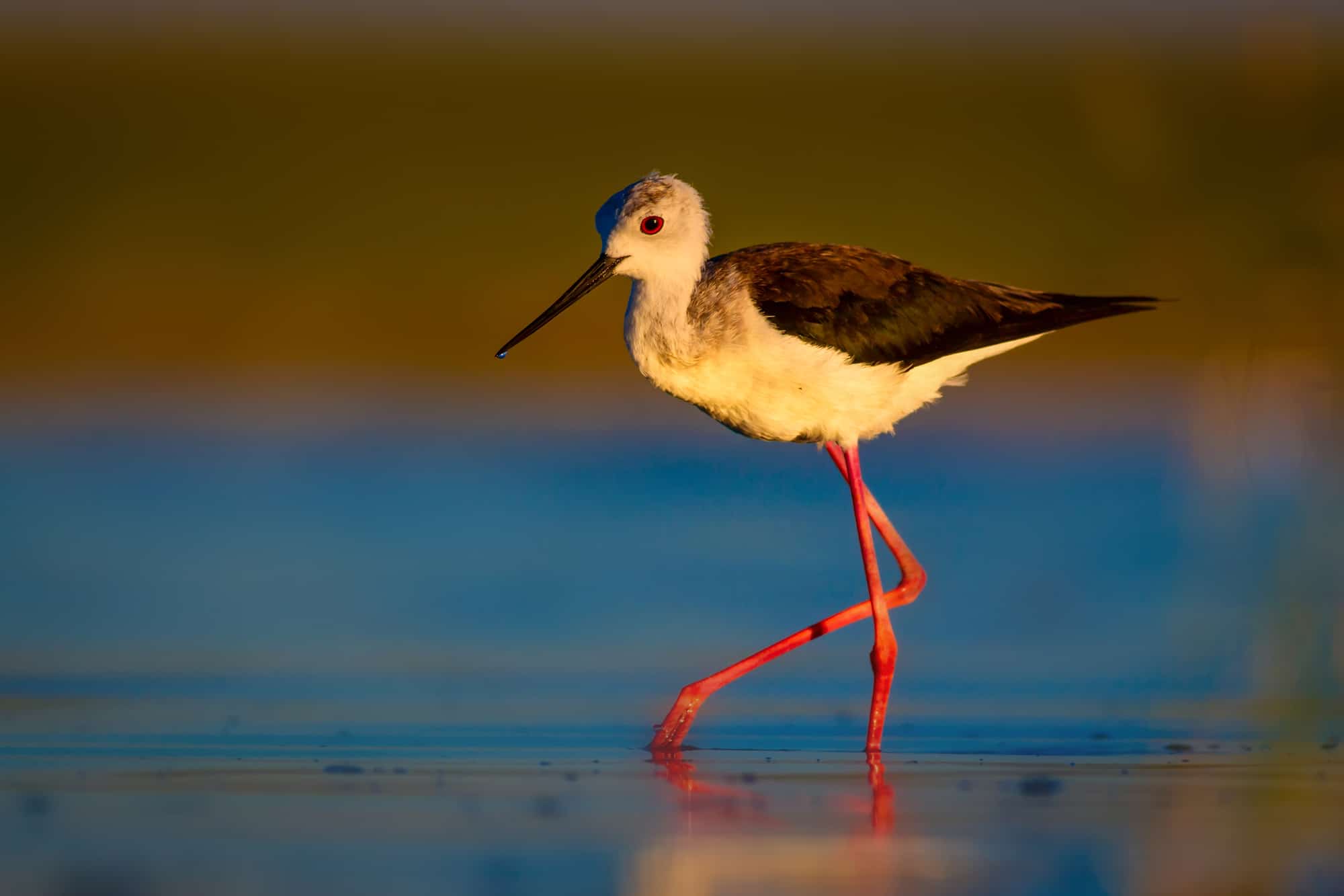 Black winged Stilt